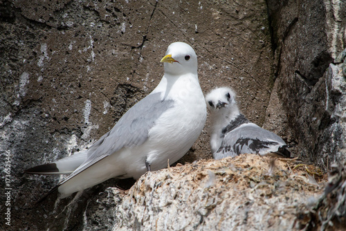 Canvas Print A tender moment between a white adult Kittiwake and its fluffy chick nestled on a rocky cliff ledge, showcasing their natural habitat