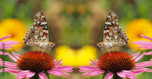 Distelfalter saugen Nektar auf einem rotblühenden Sonnenhut	
