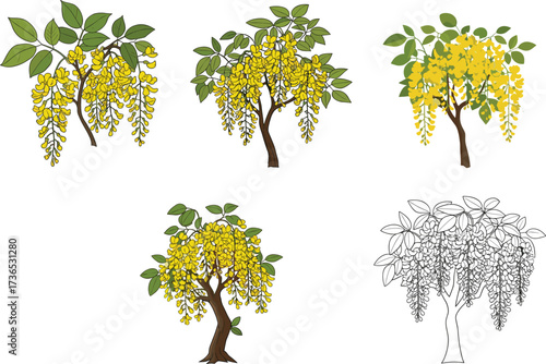 Golden shower tree illustration set—yellow hanging flowers, green foliage, sketch and stylized styles—vector botanical artwork, seasonal nature design