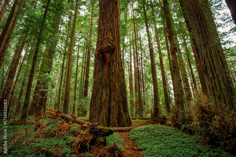 Obraz premium Green Covered Sorrel Redwood Forest, Grieg-French-Bell Grove, Redwood National and State Parks, California