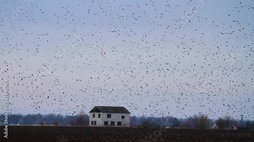 a flock of songbirds murmurs against the backdrop of a lonely house in a field