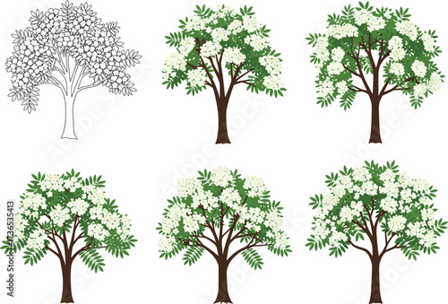 White blossom tree illustration set—green foliage, sketch and full-color styles, expressive canopy variations—vector botanical artwork, seasonal nature design