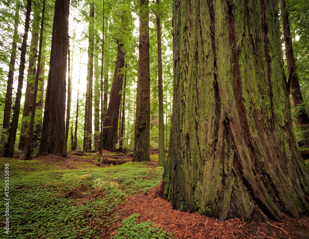 Obraz premium Green Covered Sorrel Redwood Forest, Grieg-French-Bell Grove, Redwood National and State Parks, California