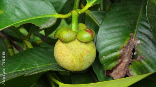Mangosteen, a sweet fruit on the tree