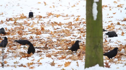 black rooks on white snow