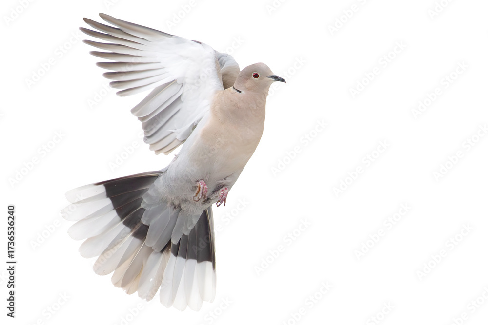 Obraz premium collared dove flies against a white background