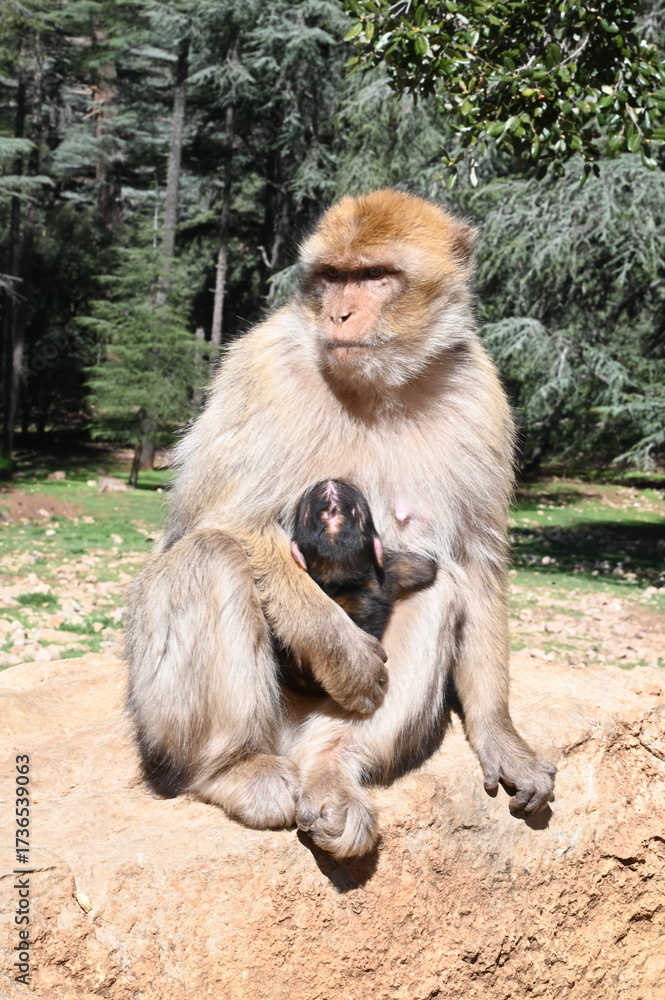 Fototapeta premium Maroc: macaques de barbarie