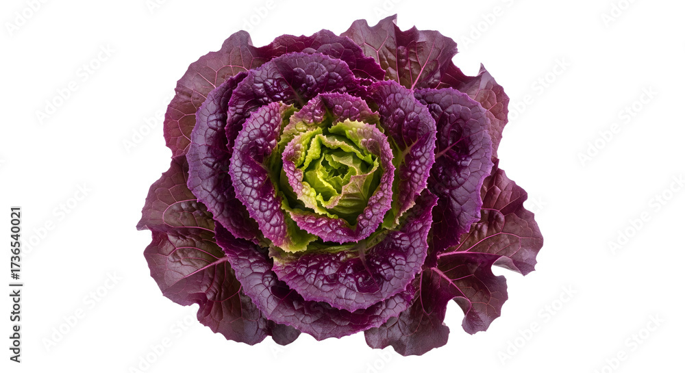 Obraz premium Vibrant Lollo Rosso Lettuce Leaves Macro Detail isolated on White Background
