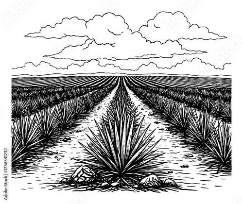 Wide Agave Field Rows Receding into Distance with Dramatic Clouds Black and White Outline Line Art Drawing