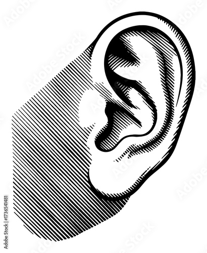 Detailed Human Ear Anatomy Black and White Outline Line Art Drawing Isolated Object Engraving Style