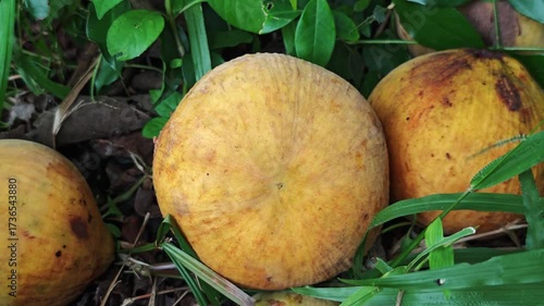 The santol fruit fell from the tree.