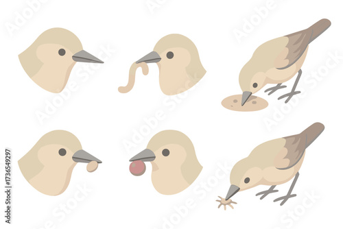 Bird Foraging Isometric Icons. Isometric vector illustration set beak peck forage food: sharp pointed beak, worm grasped tightly,
