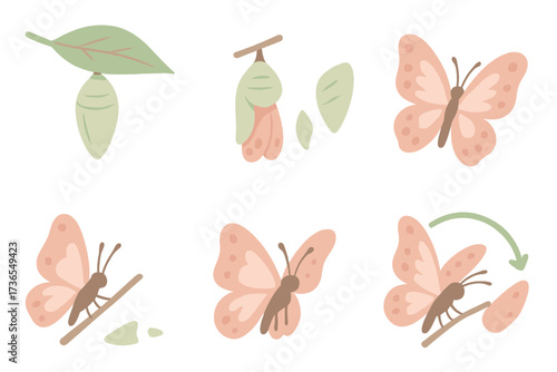 Butterfly Metamorphosis Stages. Isometric vector illustration set cocoon metamorphosis butterfly emerge: chrysalis attached under