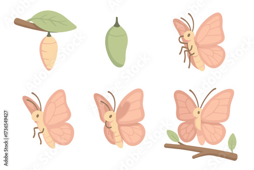 Butterfly Metamorphosis Stages. Isometric vector illustration set cocoon metamorphosis butterfly emerge: cocoon suspended from