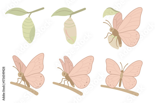 Butterfly Metamorphosis Stages. Isometric vector illustration set cocoon metamorphosis butterfly emerge: cocoon suspended from