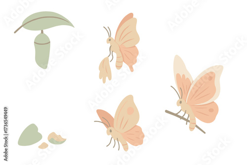 Butterfly Metamorphosis Stages. Isometric vector illustration set cocoon metamorphosis butterfly emerge: chrysalis attached under