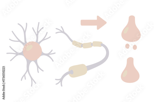 Neuron Cell Structure. Isometric vector illustration set Neuron Cell Structure: neuron body soma, dendrites branching, axon long