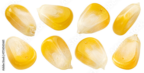 Podobny obraz
