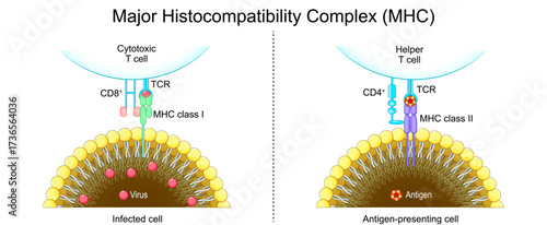 Major Histocompatibility Complex MHC.