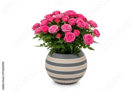 Vase of vibrant pink roses isolated on white background