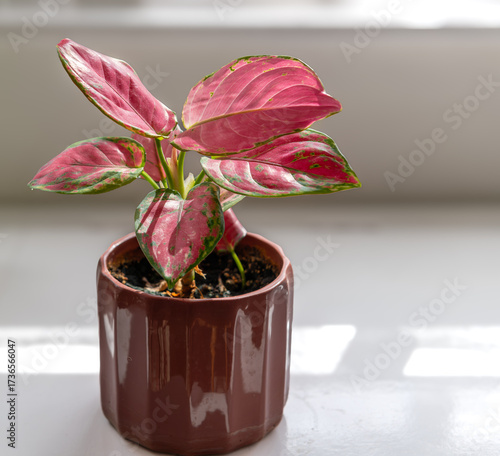 A potted indoor plant, Chinese Evergreen, or Aglaonema in a ceramic pot.