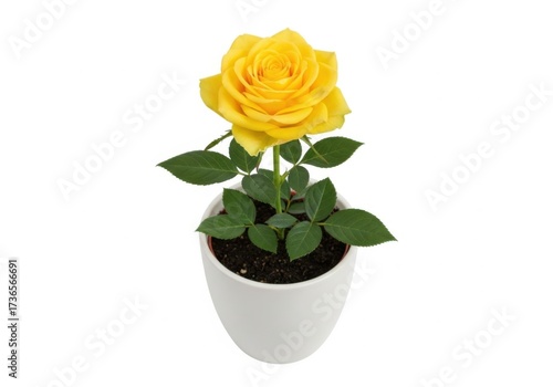 A vibrant yellow rose plant in a white pot isolated on white background