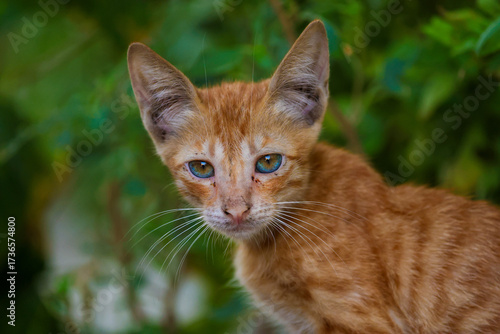 Wallpaper Mural portrait of a cat Torontodigital.ca