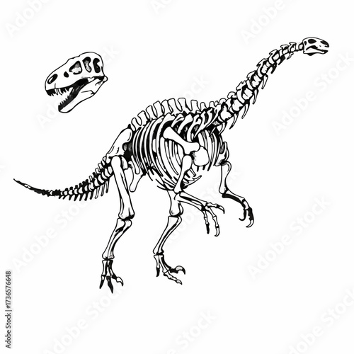 Detailed illustration of a dinosaur skeleton and its skull on a white background, representing paleontology and ancient life.