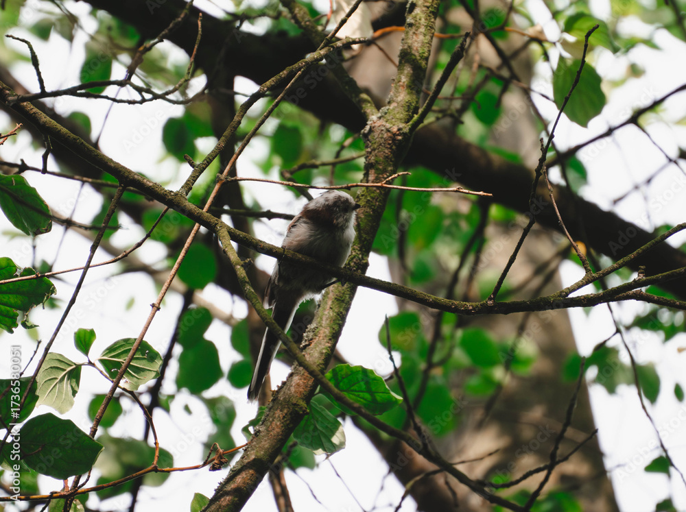 Fototapeta premium Long-tailed tit on the branch