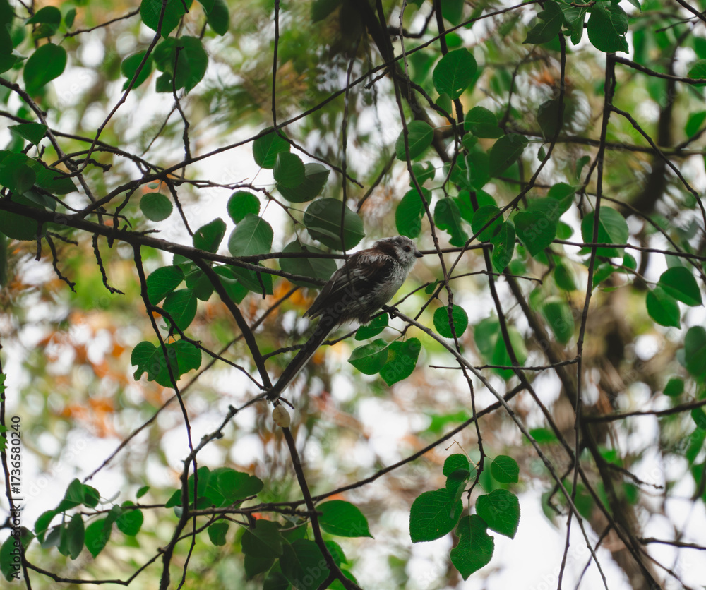 Obraz premium Long-tailed tit on the branch