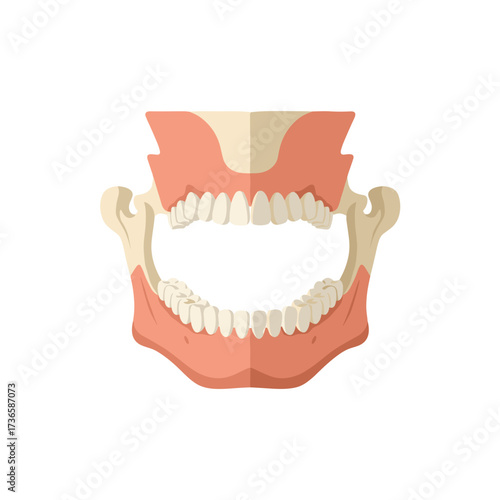 Human jaw bone revealing teeth and gums for study of anatomy and dental health. Human jaw illustrates skeletal system for medical purposes, showing teeth structure and alveolar bone.