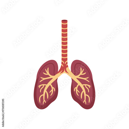 Human lung anatomy displays trachea, bronchi, and alveoli for educational purposes. Detailed lung anatomy features bronchioles and respiratory system elements, making it perfect as a training tool.