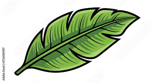 Green banana leaf banana leaves are a great way to add a tropical touch to your home or garden they are also a great source of fiber
