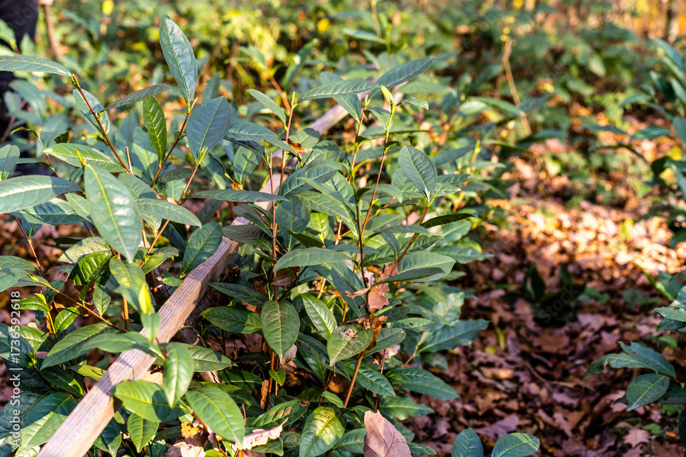 Fototapeta premium Close-up of tea leaves on a tea plantation in the forest. Tea plantation in Mukachevo