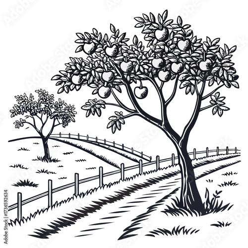 A charming black and white ink drawing of a mature apple tree laden with fruit standing beside a rustic wooden fence and a winding dirt path through rolling grassy hills