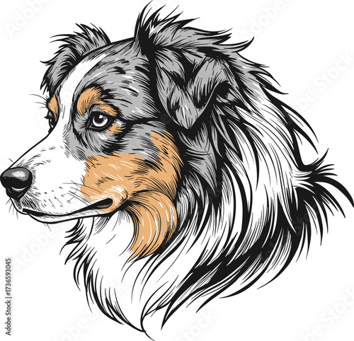 Australian Shepherd dog head illustration, detailed tricolor pet portrait, realistic animal drawing for logo, T-shirt design, and pet branding
