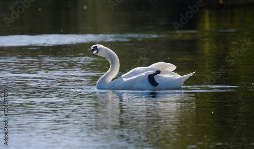 Schwan aud dem Wasser in Aktion.
