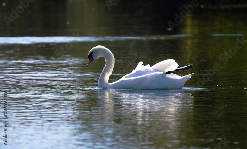 Schwan auf dem Wasserr in Bewegung.