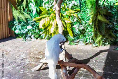 A beautiful large white parrot standing proudly, showing its elegant feathers and bright details.