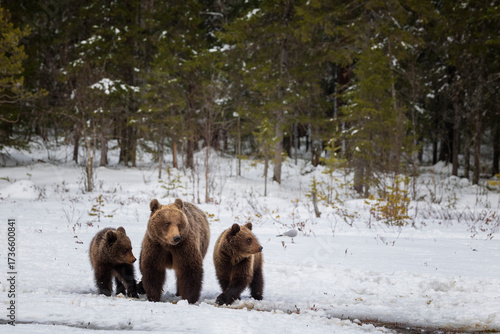 Wallpaper Mural mother bear and her cubs Torontodigital.ca