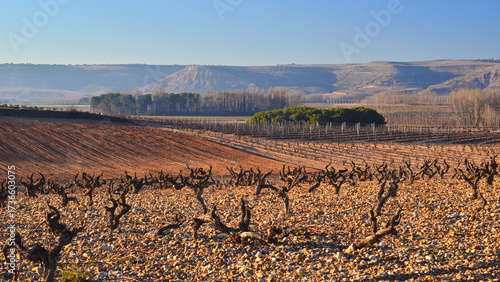 Rows of vines in the vineyards of the Campo de Borja region in Aragon.