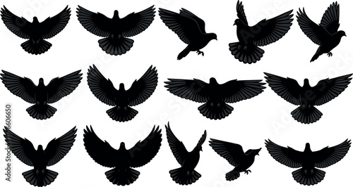 Flying bird silhouettes in various wing positions isolated on white background for wildlife, nature, design, and educational vector content