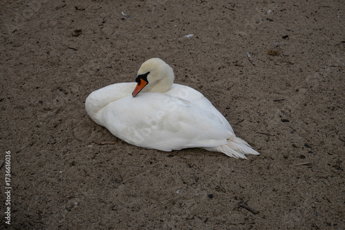 Swan sanctuary, Bray, Ireland