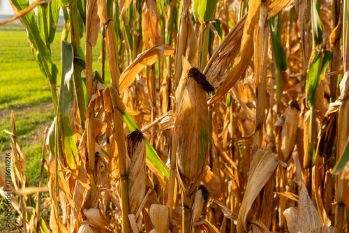 A ripe ear of corn in close-up. The ear is wrapped in yellow husks in the middle of the field.