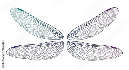 Detailed dragonfly wings illustration, showcasing intricate venation and delicate membrane structure in a vector format
