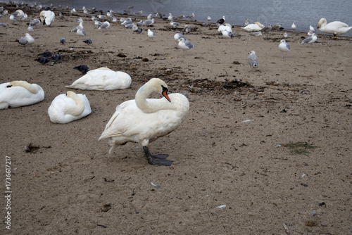 Swan sanctuary, Bray, Ireland