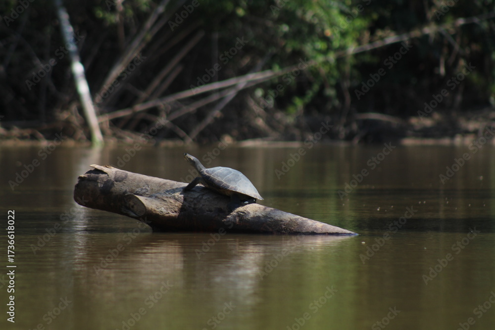 Fototapeta premium tartaruga em galh de arvore
