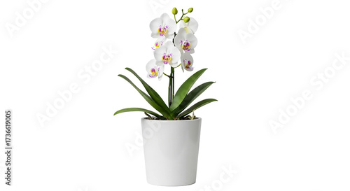 Wallpaper Mural Artificial white orchid plant in pot for home decoration isolated on transparent background Torontodigital.ca