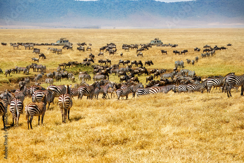 A herd of zebras and wildebeest in Ngorongoro Crater, Tanzania