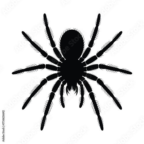 Silhouette of a hairy tarantula spider on a white background